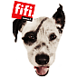 fifi