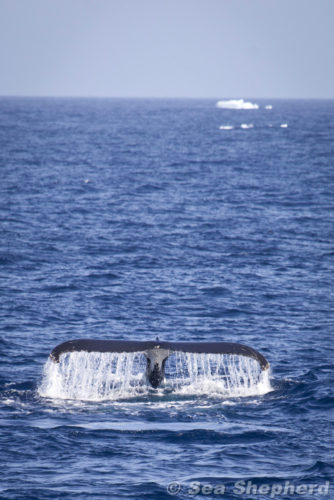 Japani keskeytti uhanalaisten ryhävalaiden pyynnin vuonna 2007 kansainvälisen painostuksen myötä. (Kuva SSCS / Barbara Veiga)