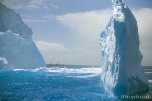Kylmää kauneutta. Harppuunalaiva Shonan Maru nro 2 lipuu esiin jäävuoren takaa. (Kuva SSCS / Barbara Veiga)