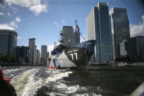 Steve Irwin valmiina menemään läpi Lontoon suluista. Ennen Southamptonia laiva pistäytyi Lontoossa keräämässä varoja. (Kuva SSCS / Eleanor Lister)
