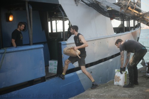Miehistö lastaa elintarvikkeita. Kaikki laivalla tarjottava ruoka on vegaanista. (Kuva SSCS / Eleanor Lister)