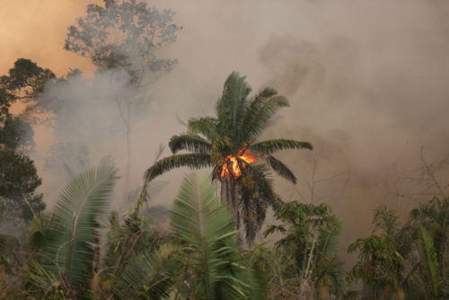 Sademetsien palaminen on osa Brasilian tuhopolitiikkaa