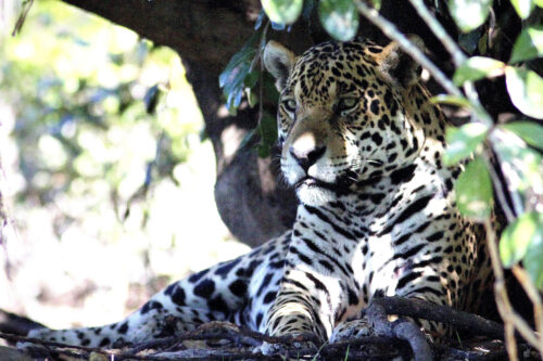 Amazonin lisäksi ihminen tuhoaa maailman suurinta kosteikkoa Pantanalia
