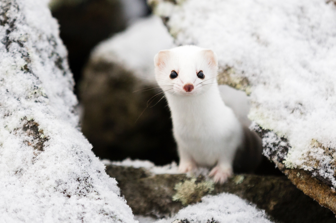 Valkoinen kärppä kurkistaa lumisten kivien keskeltä.
