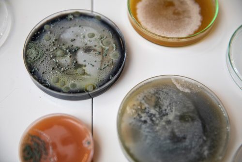  “Elämän ja kuoleman symbioosin kamppailussa syntyy kuva” – Johanna Rotko tekee taidetta yhdessä mikrobien kanssa