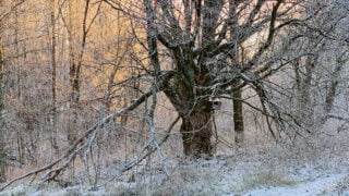 Valokuvassa luminen ja aurinkoinen metsä.