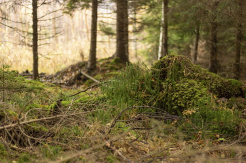 Metsäteollisuus ja rakennushankkeet uhkaavat Suomen luonnon monimuotoisuutta