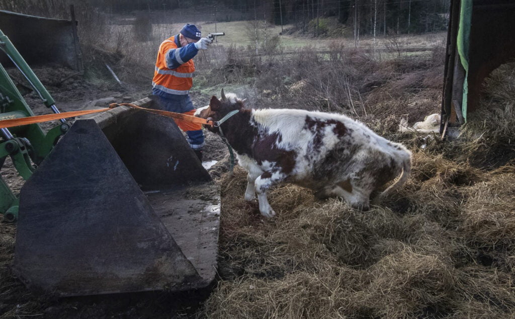 Lehmä on köytetty kaulasta traktoriin. Ismo Kiuru pitelee asetta.