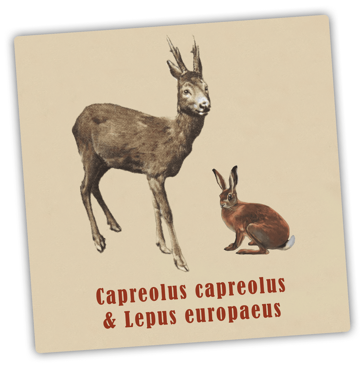 Capreolus capreolus & Lepus europaeus: Pakoon siis, sisko, ja varo joutumasta metsästyselämykseksi