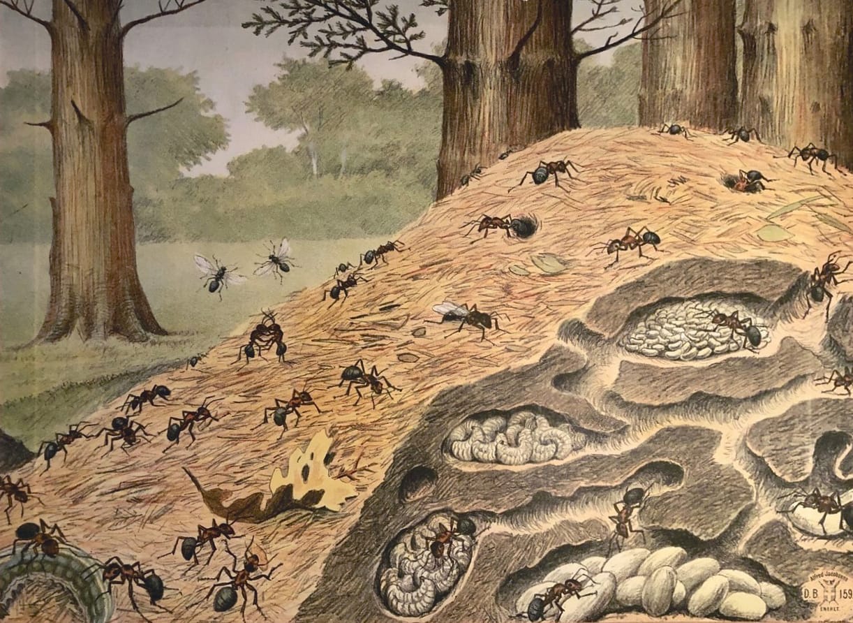 Formica aquilonia: Metsäisen metropolin kollektiivi