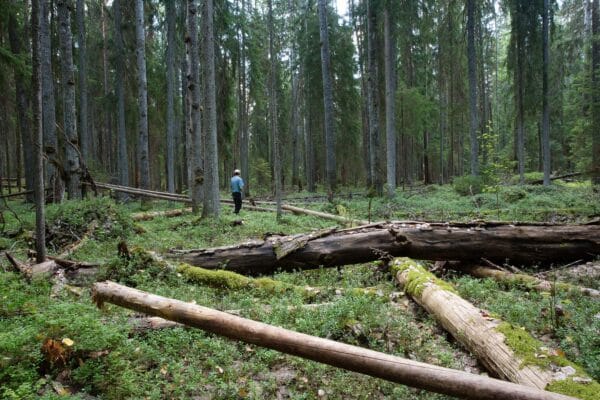 11 Metsäaukea ja kuollutta puuta 2