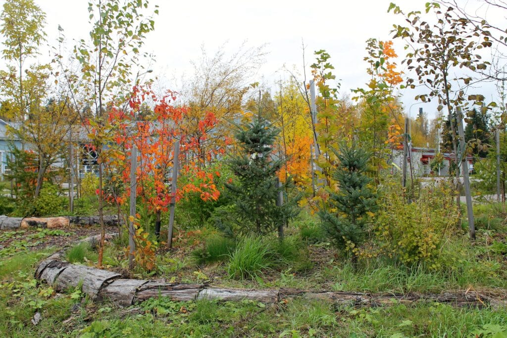 Mikrometsä Keravalla