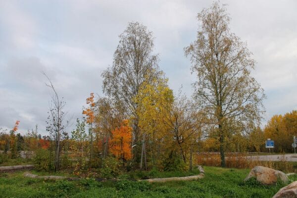Mikrometsa Kerava kuvaaja KM Ahokas