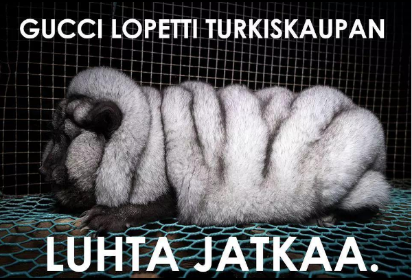 Oikeutta eläimille -järjestö on julkaissut tänä vuonna kuvia turkistarhoilla salaa kuvatuista siniketuista. Superketuiksi nimetyt, järkyttävät löysänahkaisiksi ja tuuheiksi jalostetut ketut ovat herättäneet huomiota ympäri maailmaa. KUVA & MEEMI: OE