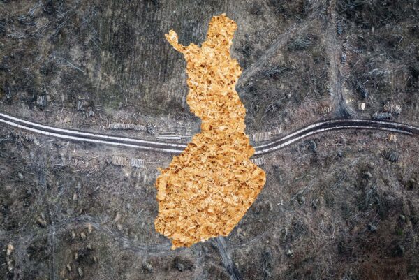 Kaikki puut kattilaan – kuka tunnistaa valtion metsien suojeluarvon? elli-kaunisto-suomi-sellukattilaan-kuvitus-s