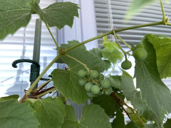Voima 20 vuotta: Kevätkylvöjen aika on koittanut! Vaikeinta on odottaminen. img-2407