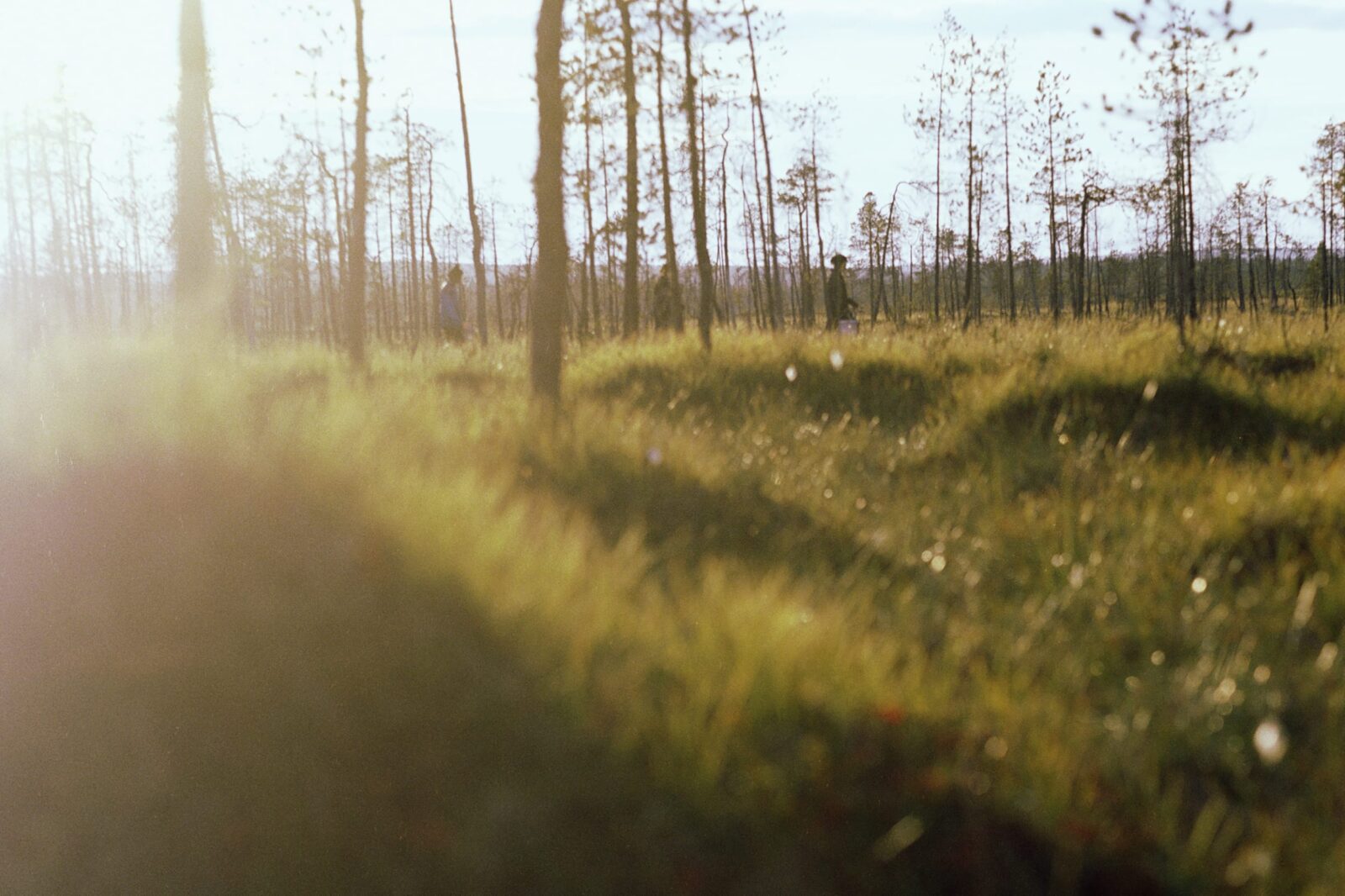 Kaksi marjanpoimijaa kävelee aurinkoisella suolla