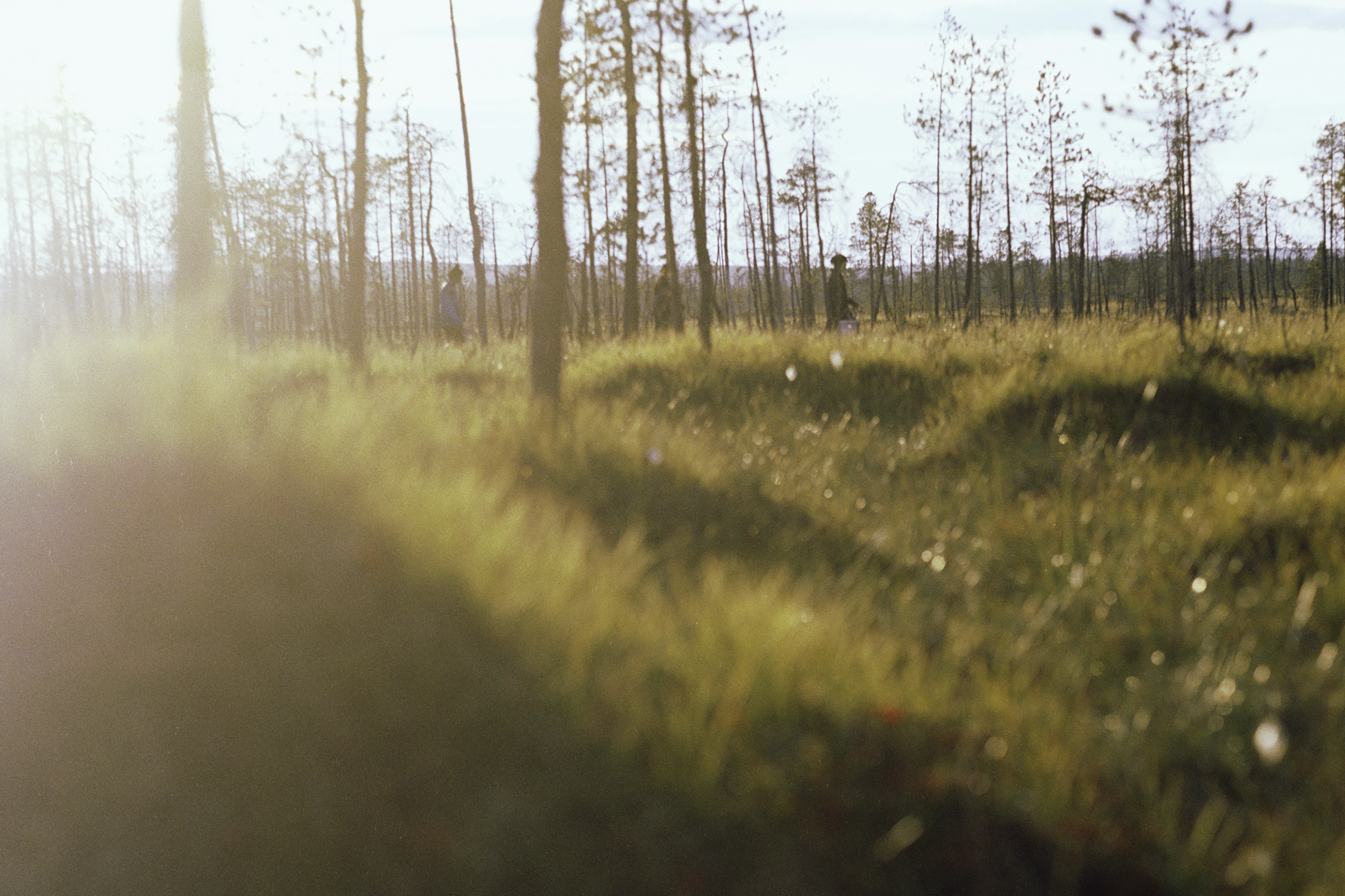 Kaksi marjanpoimijaa kävelee aurinkoisella suolla