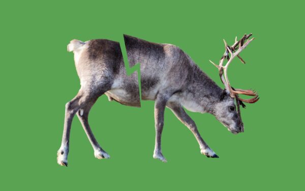 Pakastin on avain ekologiseen elämään – sinne voi säilöä puolikkaan poron puolikas-poro