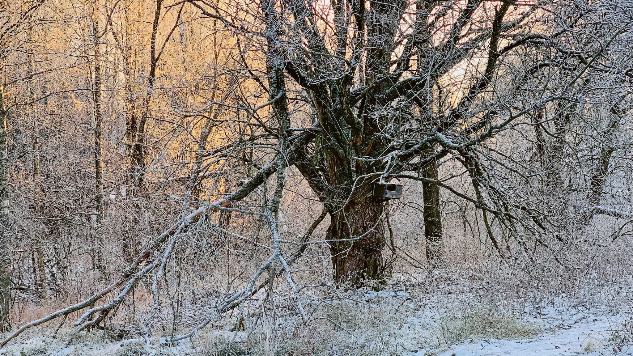 Valokuvassa luminen ja aurinkoinen metsä.