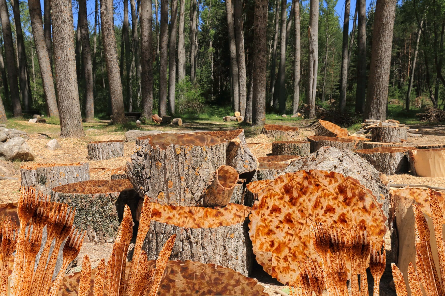 kaadettu metsä