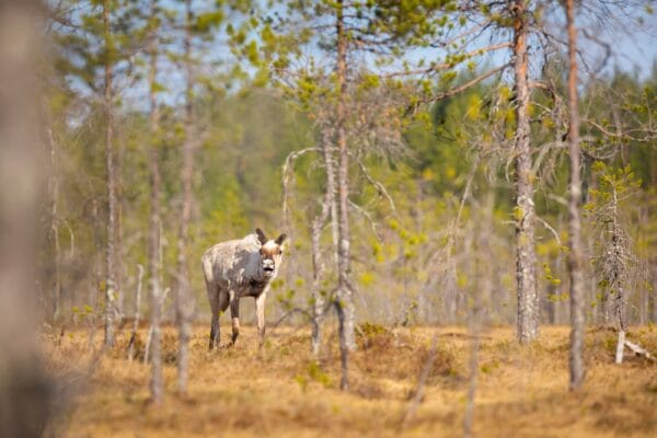 tsaloriutta p mattilan juttuun Kainuulainen metsäpeura x