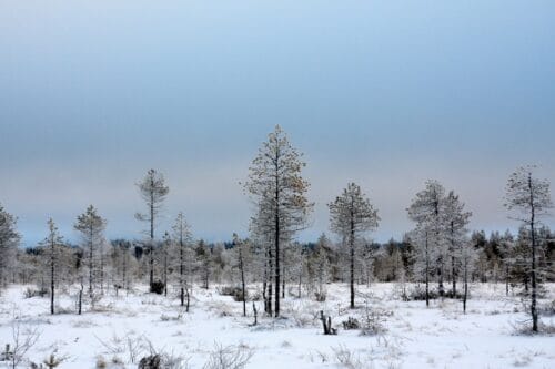 roine piirainen talvikuva