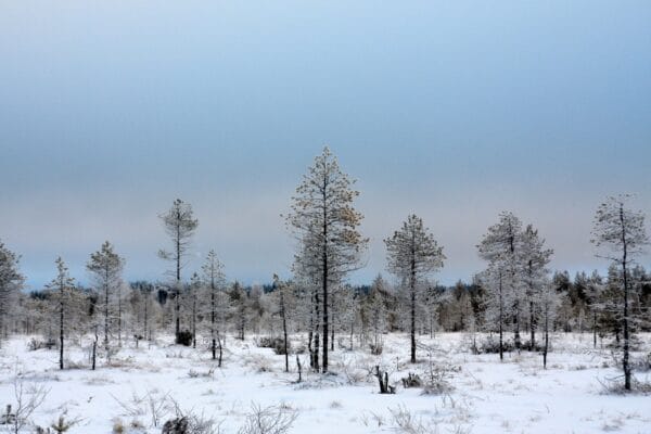 roine piirainen talvikuva