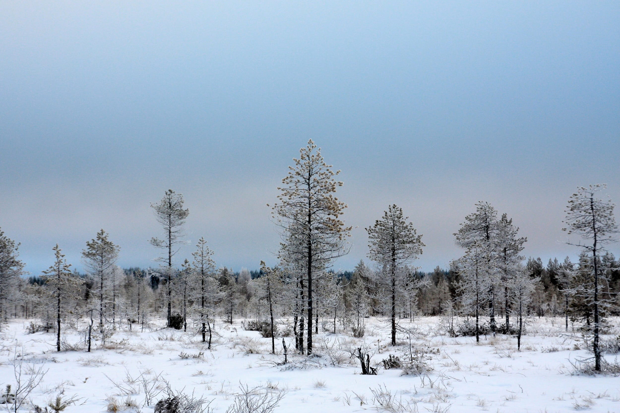 Metsäteollisuudesta toivottiin uutta Nokiaa – luonnonsuojelu jäi jalkoihin