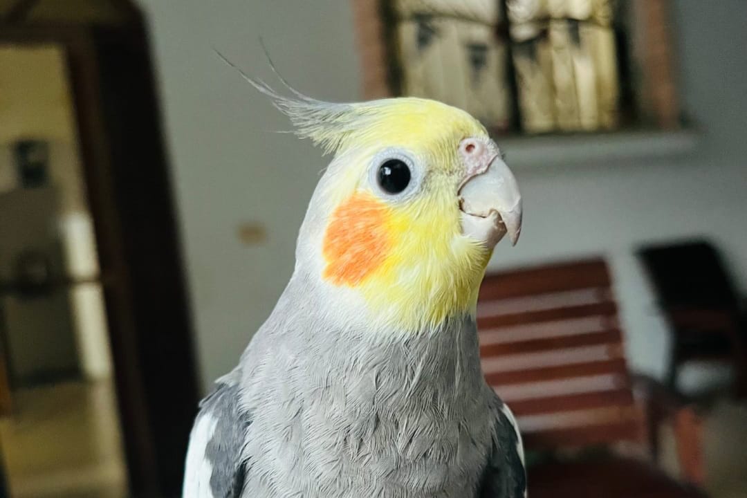 Helsingin yliopiston opiskelija Hassan Herzallah odottaa Gazassa pääsyä Helsinkiin