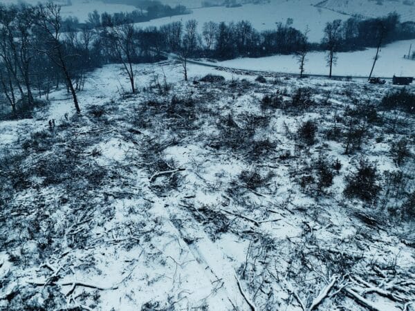 Ikea ostaa puuta Romanian suojelluista metsistä – retki ikimetsään osoittaa EU:n metsäpolitiikan onttouden